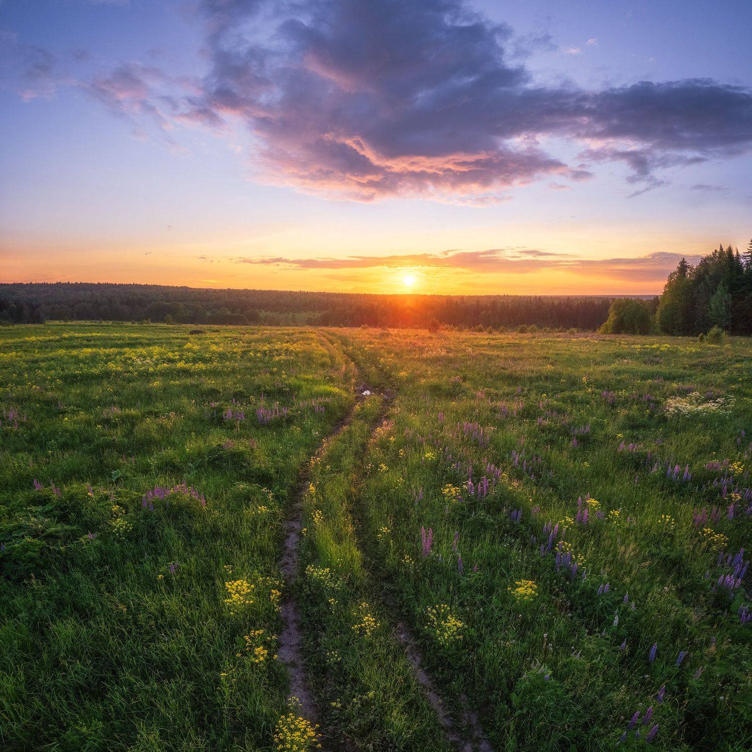 пермский край, поле, россия, урал, пейзаж, дорога, закат, вечер, солнце, цветы, Кирилл Кузнецов