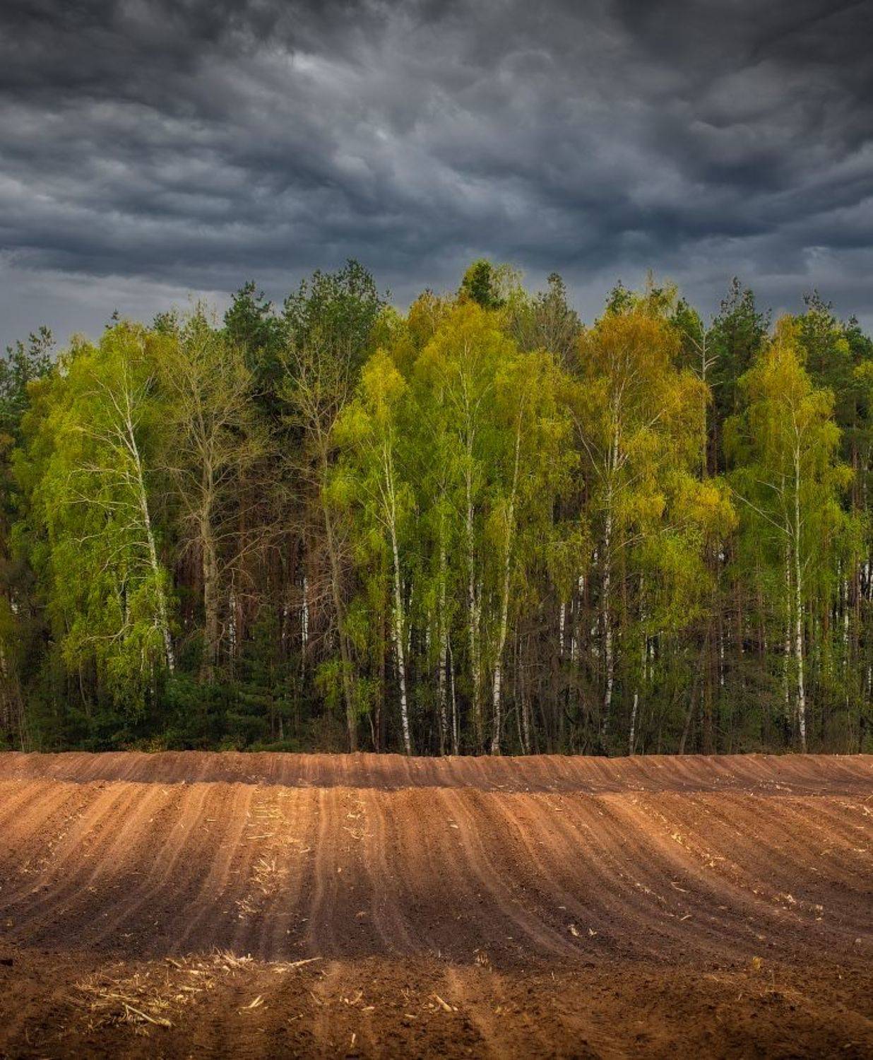 весна, поле, лес,, Сергей Шабуневич