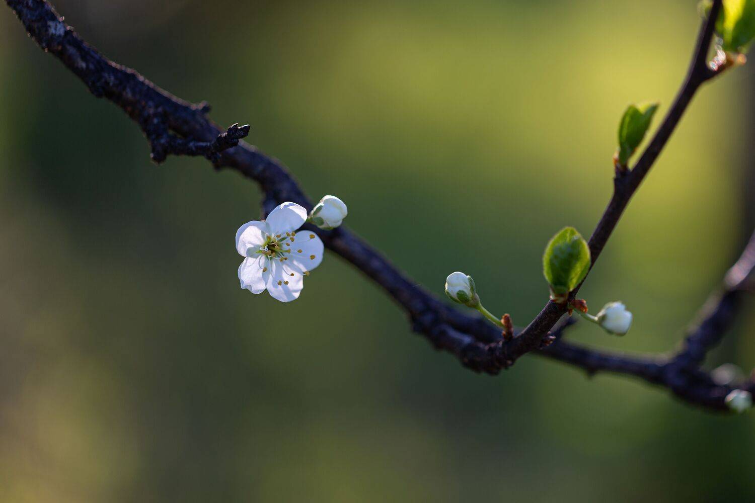 , Зеленько Дмитрий