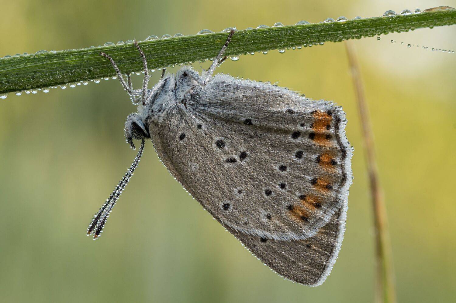 , Роман Зайцев