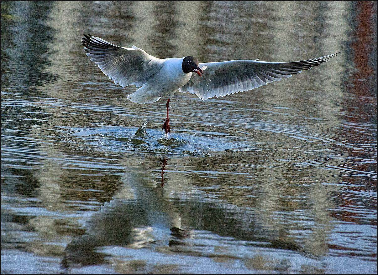 москва, парк, птица, АНАТОЛИЙ ДОВЫДЕНКО
