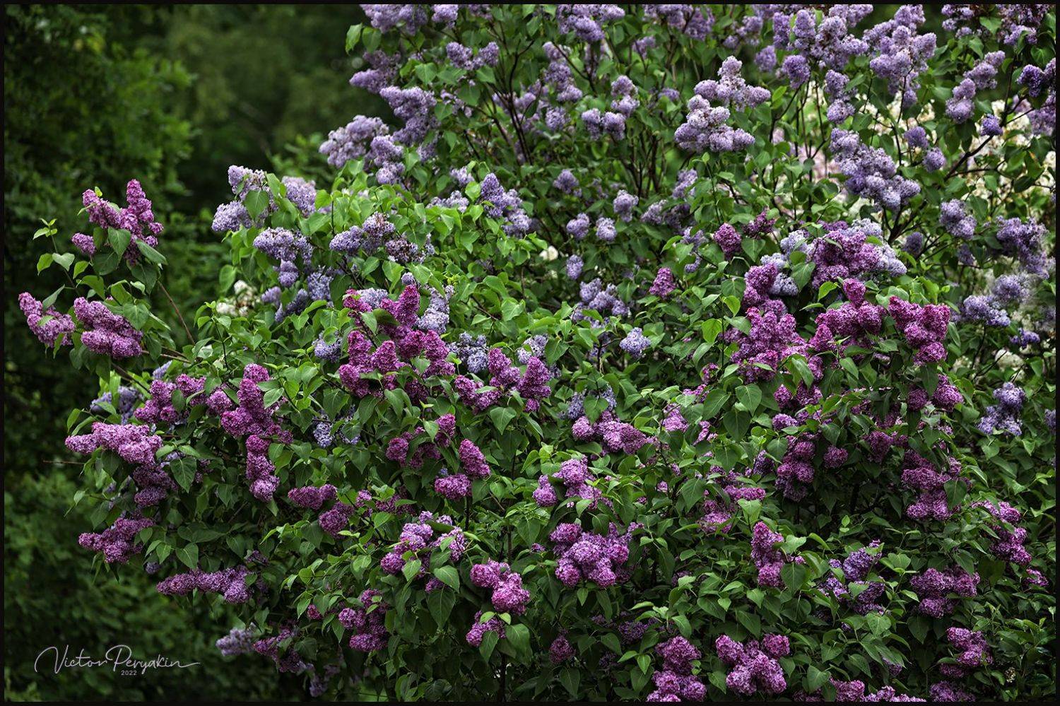 , Виктор Перякин