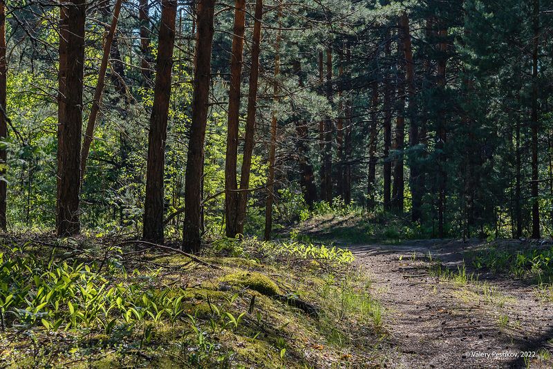 весна, цветение, ландыши, купена, весенний лес, мещёра, рязанская область. Пора ландышей и купены фото превью