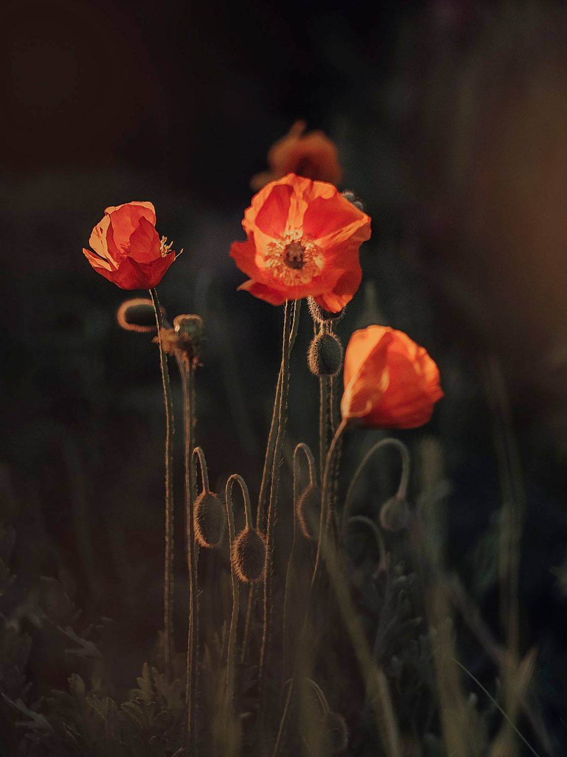 флора, цветы, природа, гелиос, helios, flowers, floral, summer, гелиос, Rogozina Olga