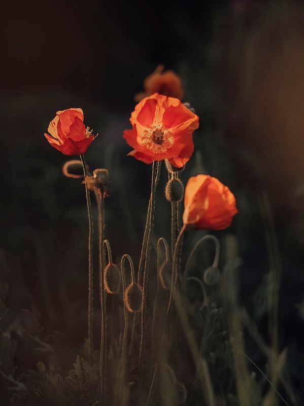 Маки фото превью