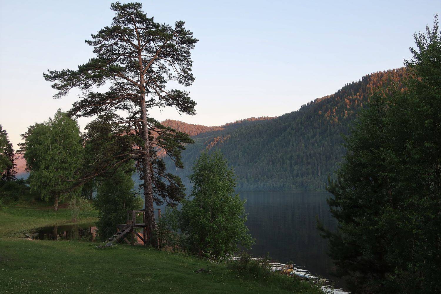 вечер,озеротелецкое,природа,дерево,сосна, Козлова Галина