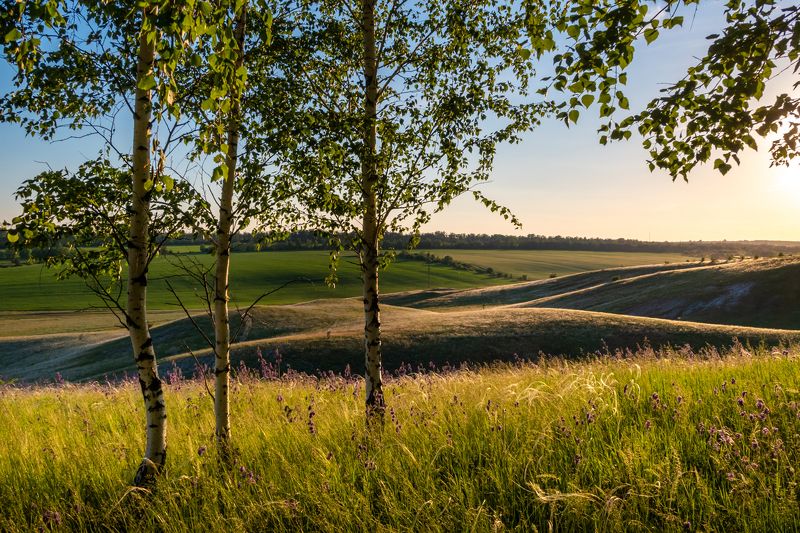 березы в степи фото превью