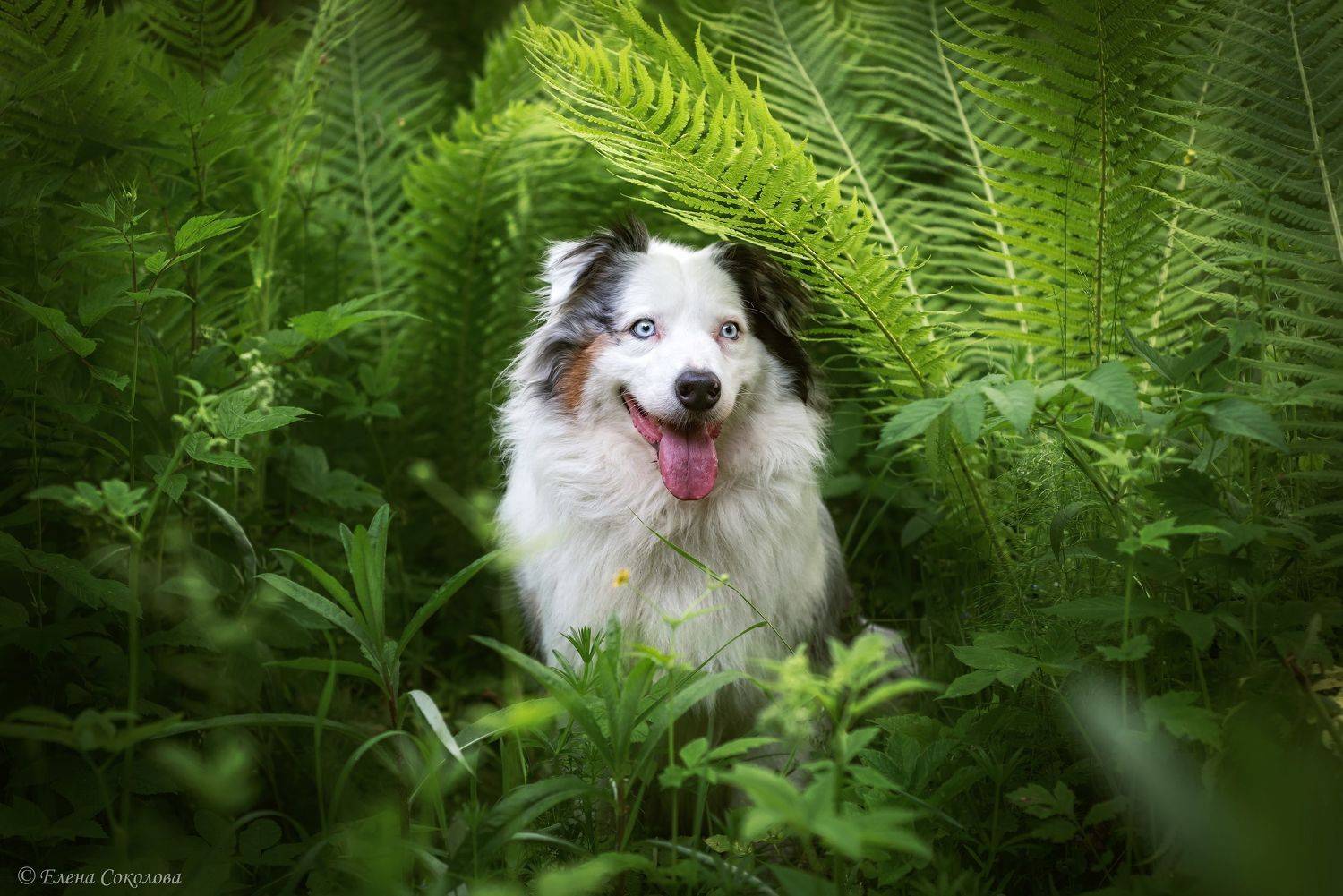 собака, аусси, лето, цветочный луг, австралийская овчарка, лес, пермь, Соколова Елена