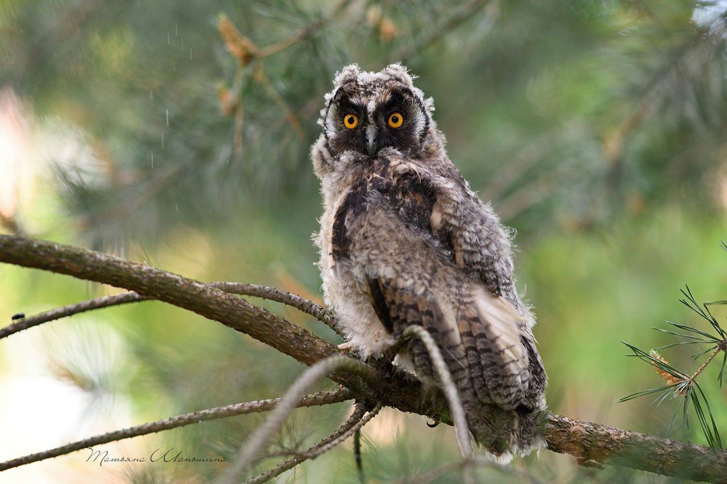 , Татьяна Шаньшина