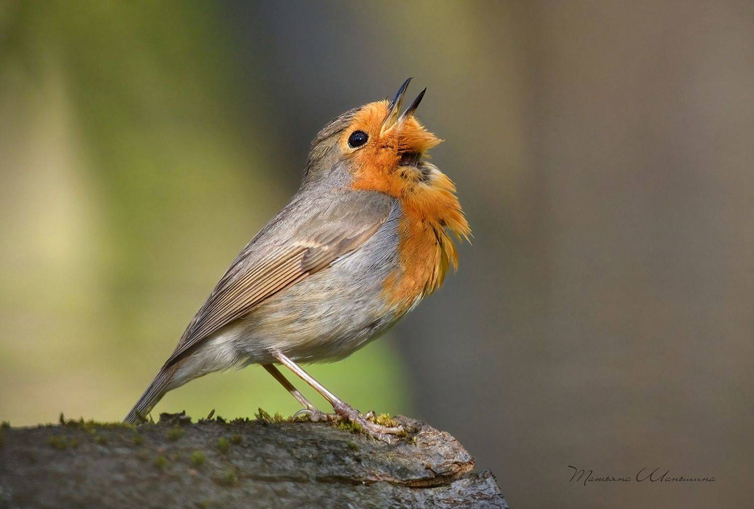 , Татьяна Шаньшина