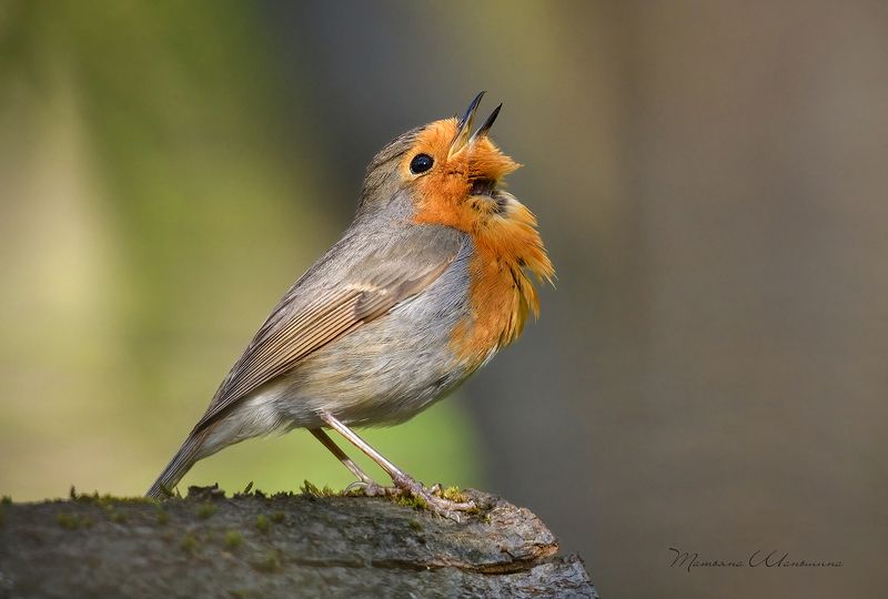 Песня для любимой фото превью
