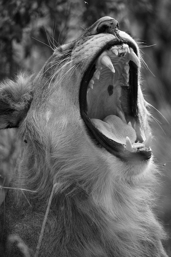 #Lion #Yawning #MasaiMara #Mara, Dr Ajay Kumar Singh