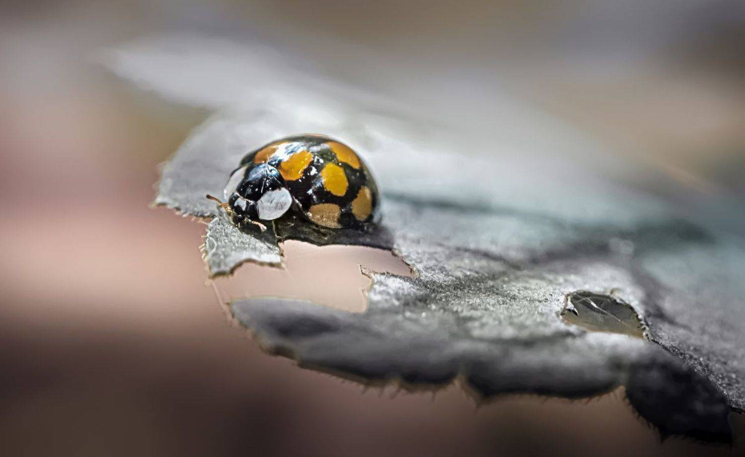 природа, макро, насекомое, жук, божья коровка, Неля Рачкова