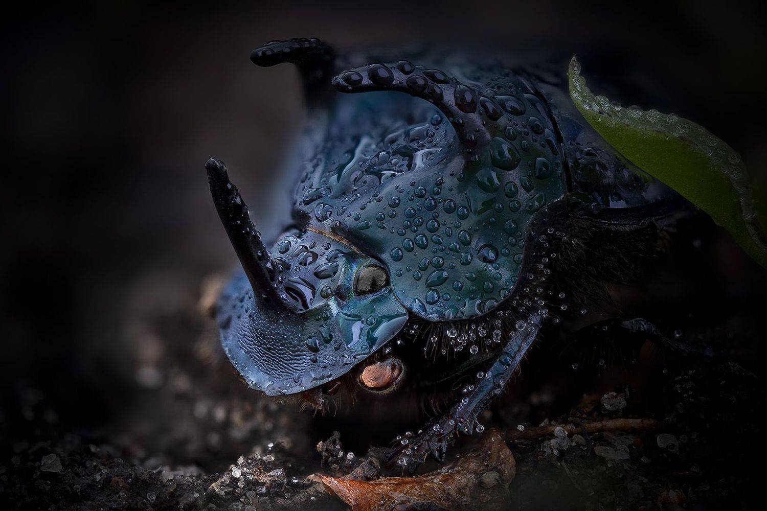 scarabaeidae, phanaeus haroldi, peru, Eugenijus Kavaliauskas