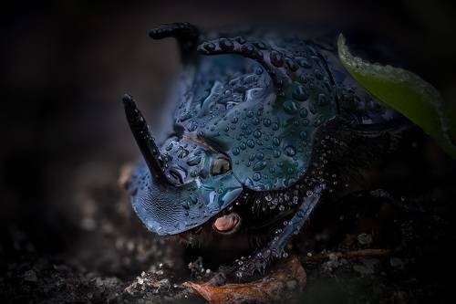 Phanaeus haroldi