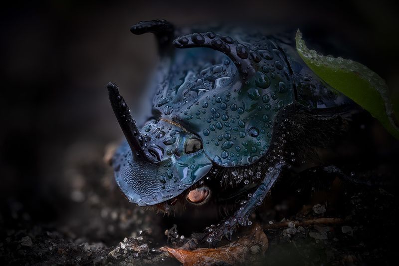 scarabaeidae, phanaeus haroldi, peru Phanaeus haroldi фото превью