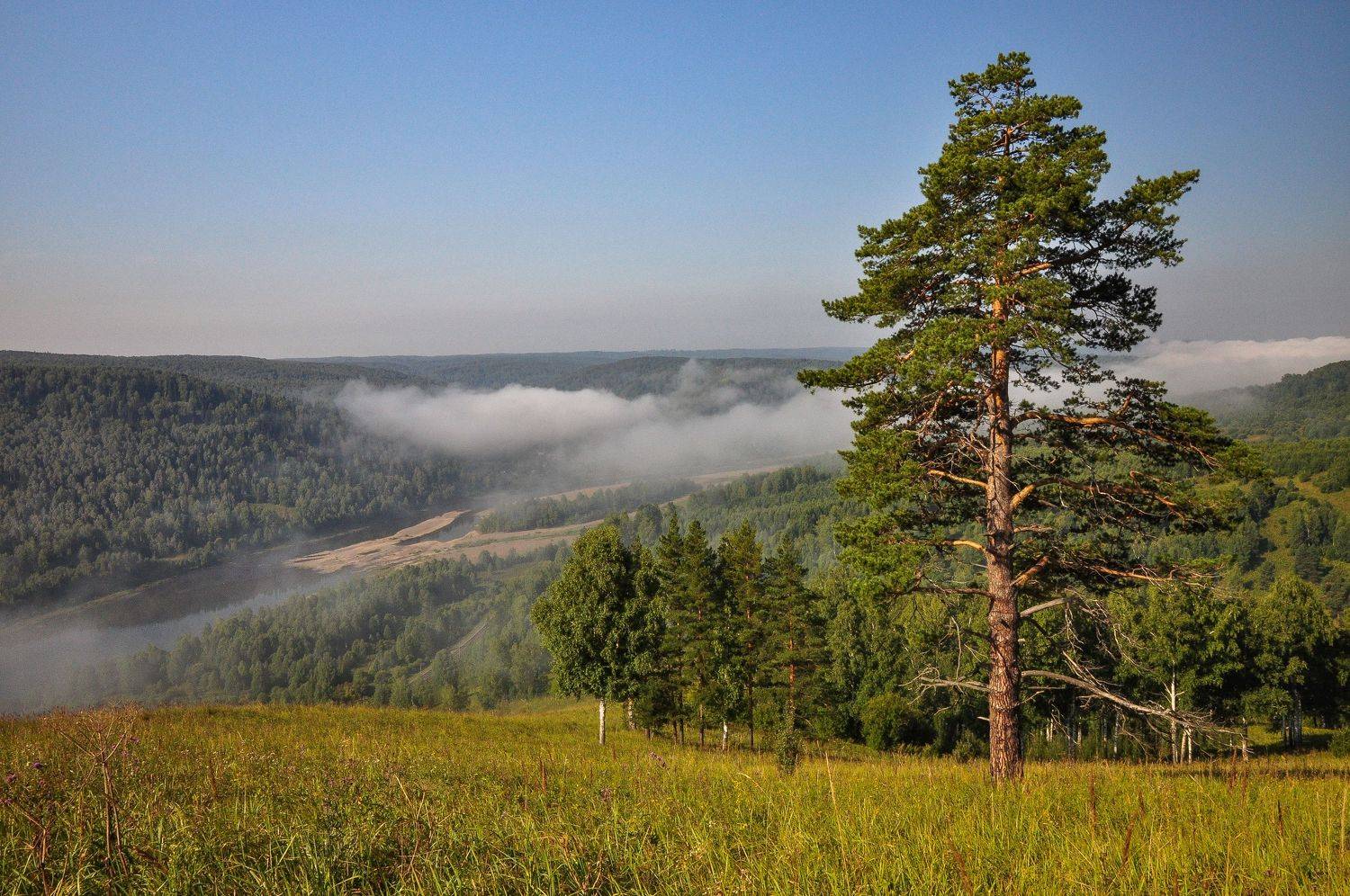 россия, сибирь, кузбасс, лето, утро, туман, деревья, сосна, береза, лес, холм, река кондома, Холзаков Вячеслав