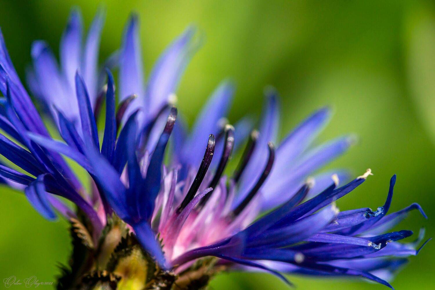 , Орлов Олег