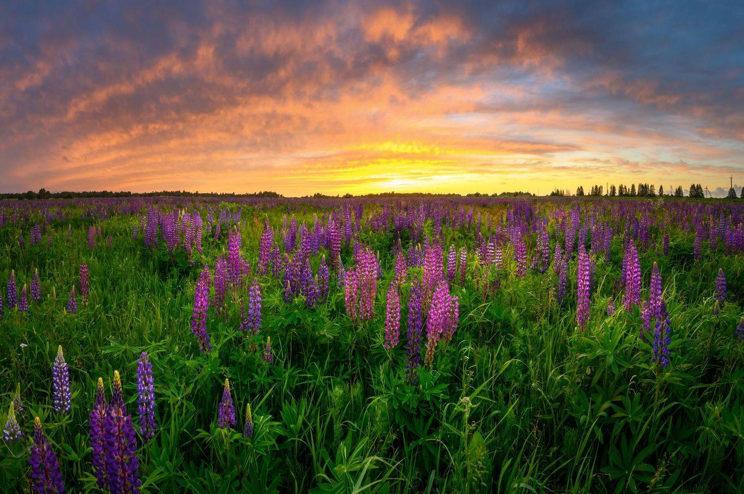 псков, пейзаж,, Roman Dmitriev