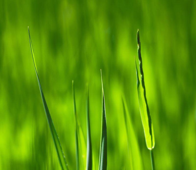 макро, природа, зеленый цвет, трава, флора, растения Зеленое на зеленом фото превью