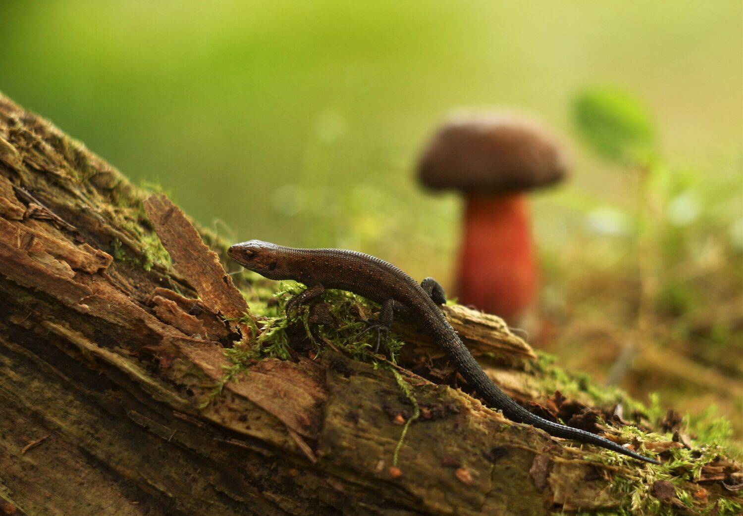 ящерица, коряга, гриб, Людмила Хрусталева*