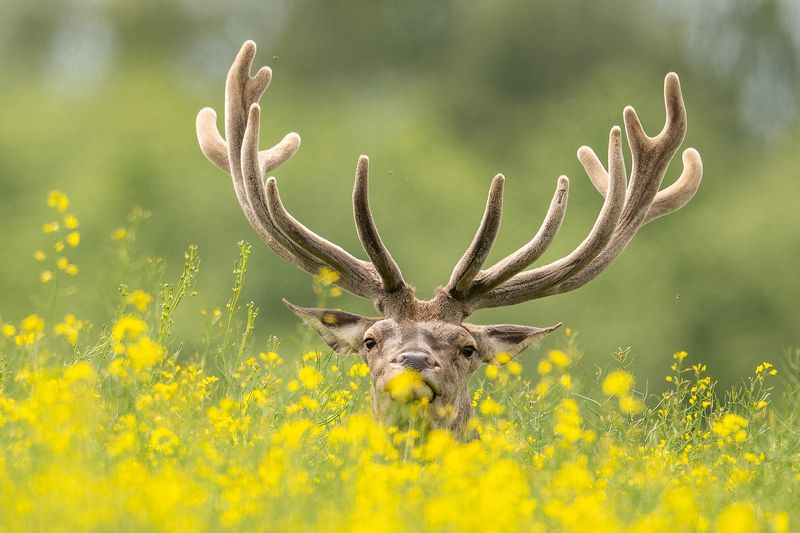 Briedis фото превью