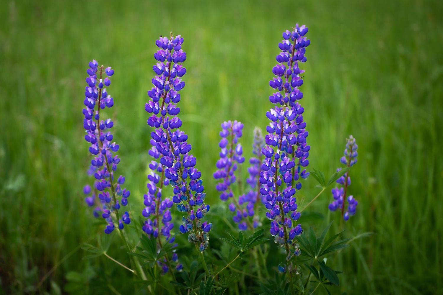 , Чудинин Дмитрий