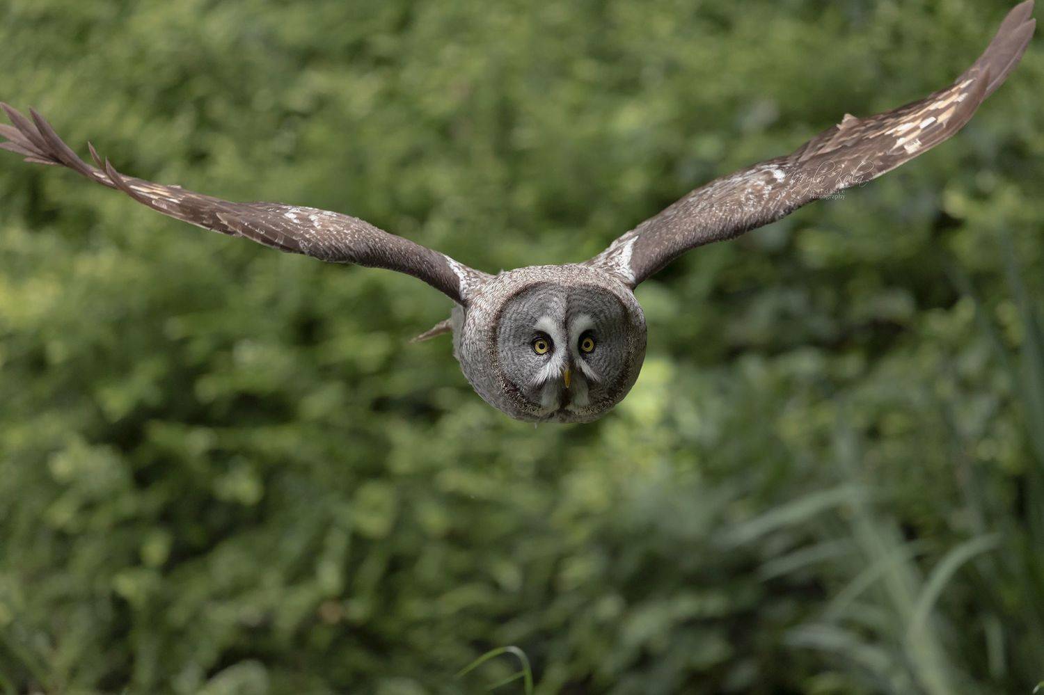 great grey owl, owl, birds, birds of prey, nature, wildlife, MARIA KULA