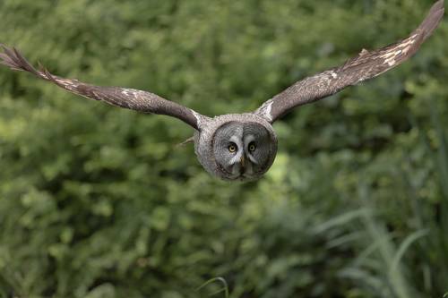 Great Grey Owl