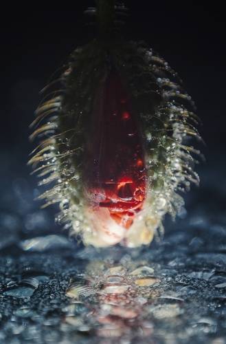 Метаморфозы затейливой жизни.