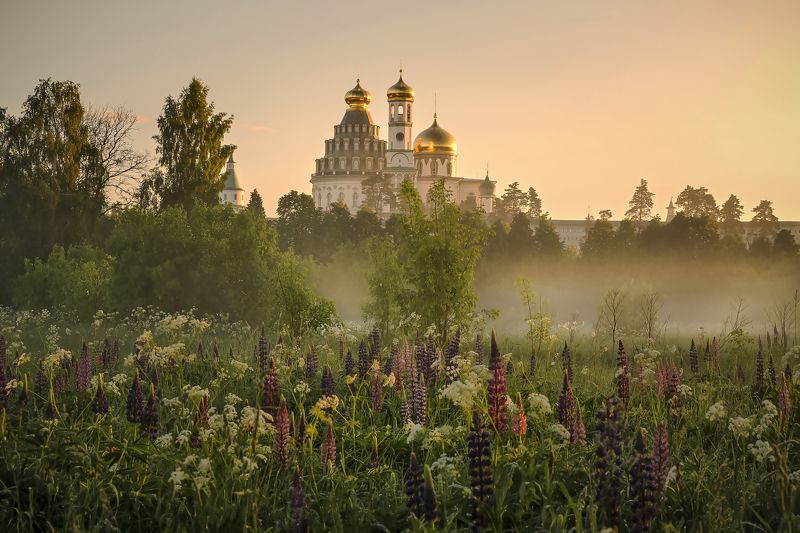 Туман, многоцветие люпен. фрагмент. фото превью