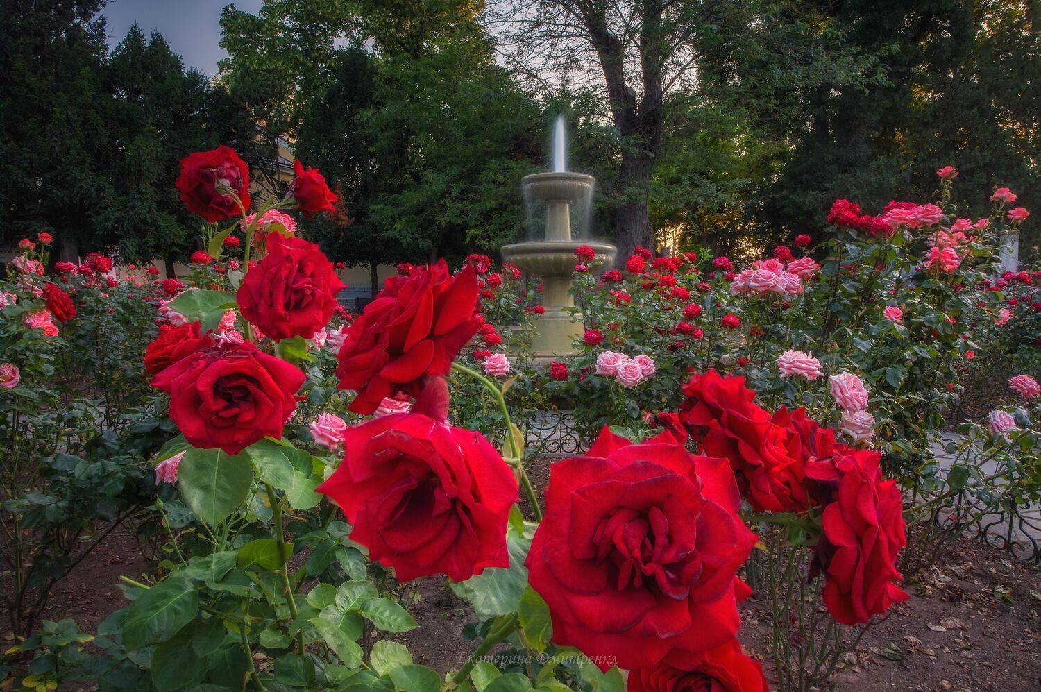 розы, утро, рассвет, севастополь, город, крым, городской пейзаж, пейзаж, херсонес, crimea, landscape, цветы, Дмитренко Екатерина