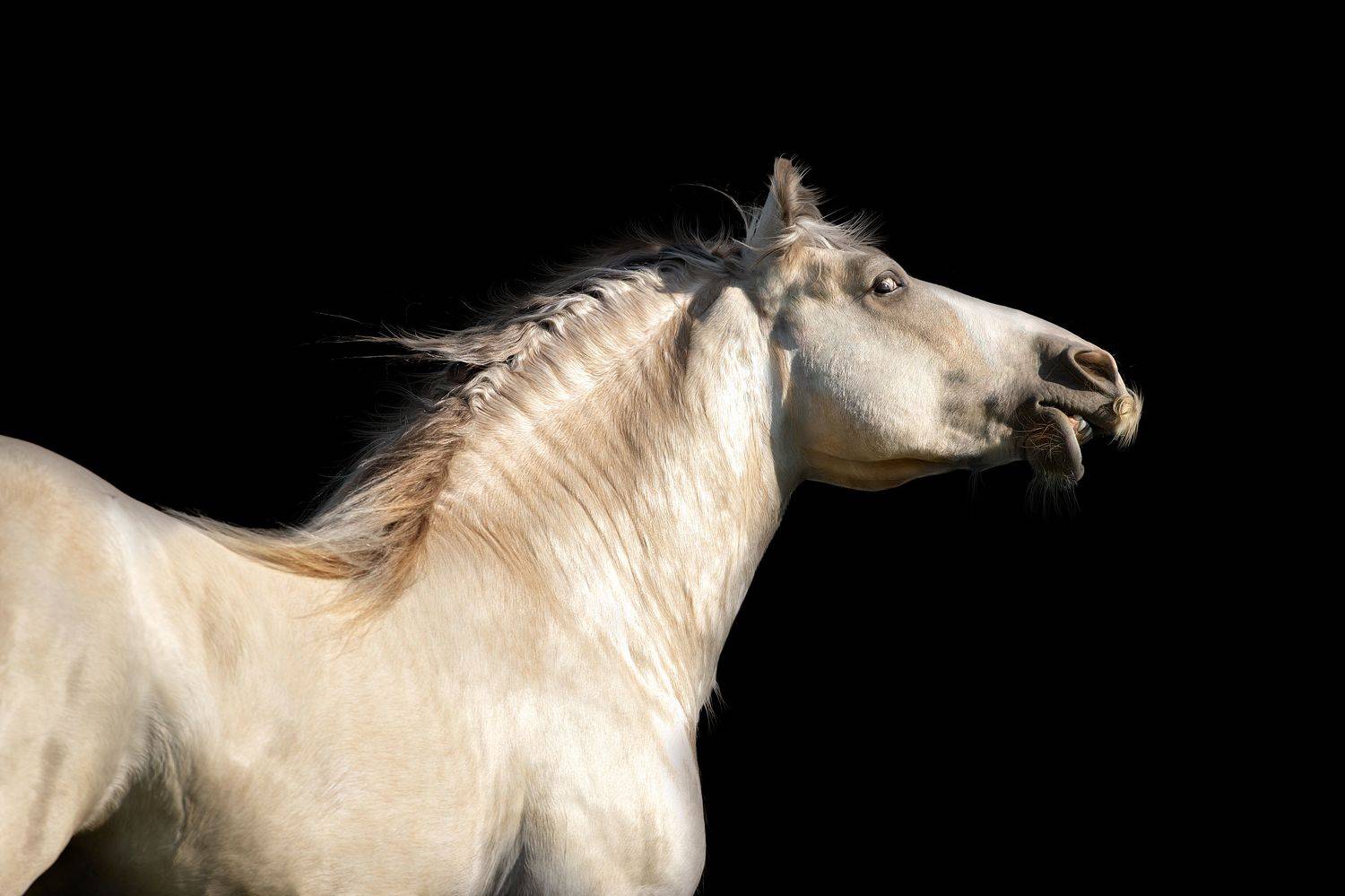 , Светлана Писарева