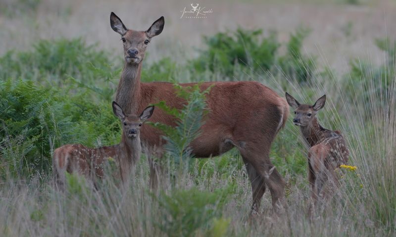 Happy mom фото превью