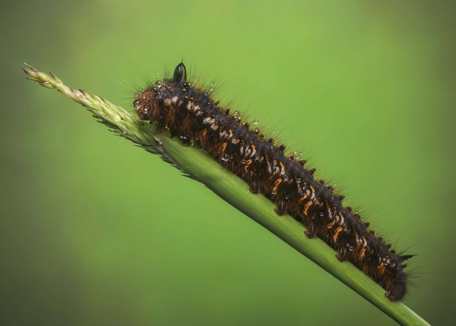 , Максим Вышарь