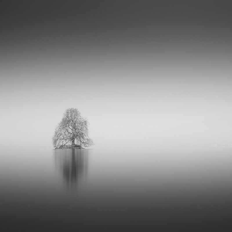 Switzerland fog landscape tree Geneva lake long exposure Alone фото превью