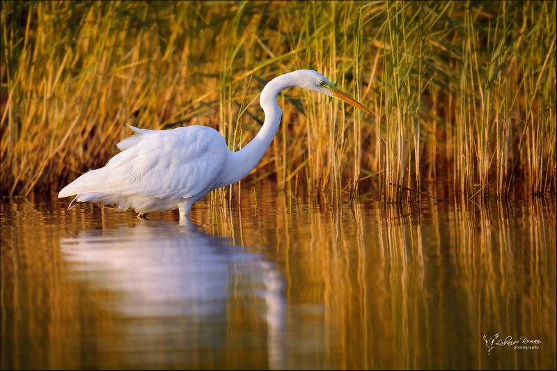 * * * фото превью