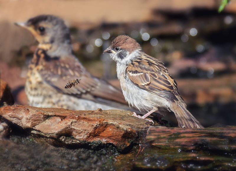 птица, воробушек, желторотик, непознанное, желторотик учится жить.. фото превью