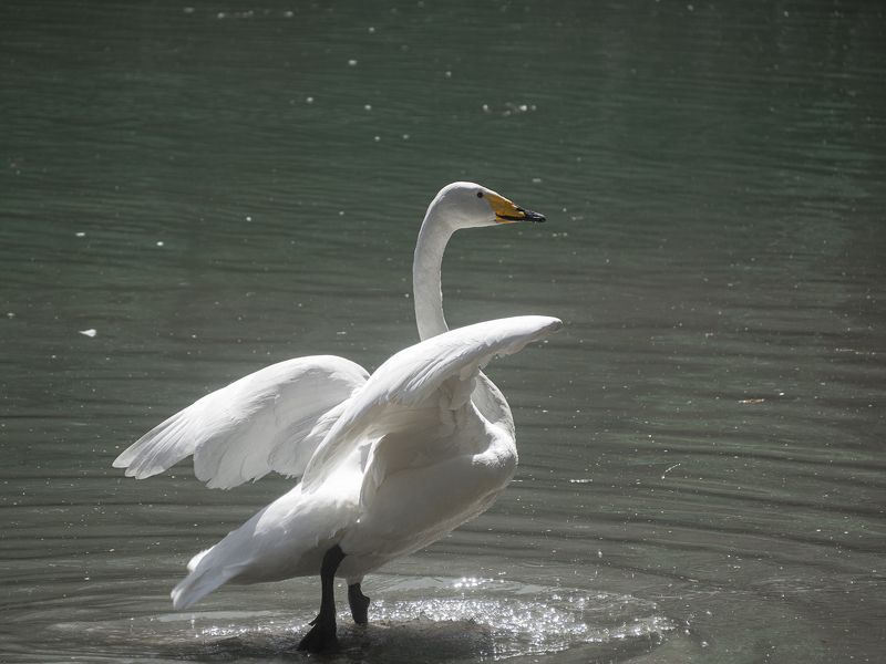 ...летать охота... фото превью