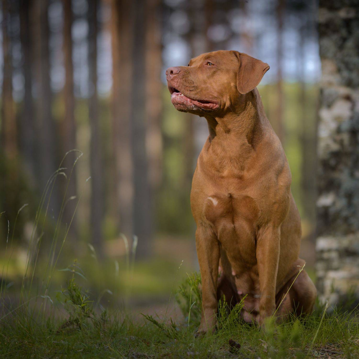юта, питбуль, питбультерьер, собаки,, Роман Фабричный