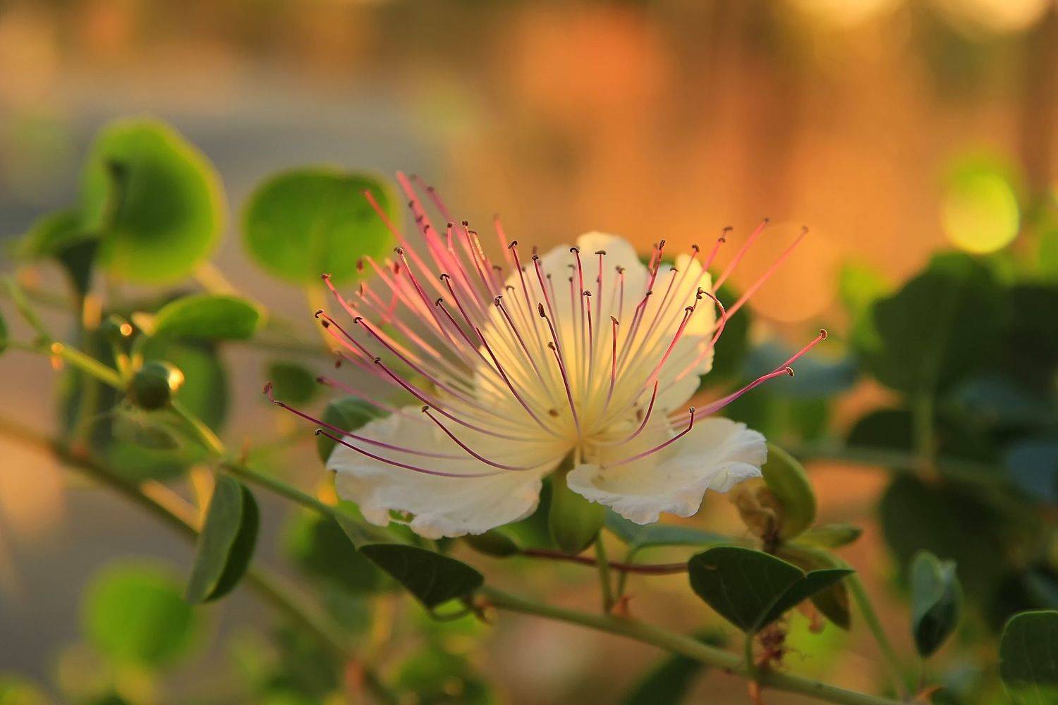 , Лайко Марина