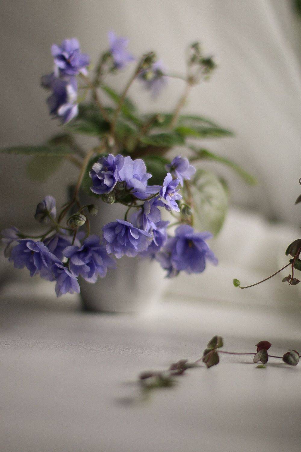 , Дмитриева Дарья