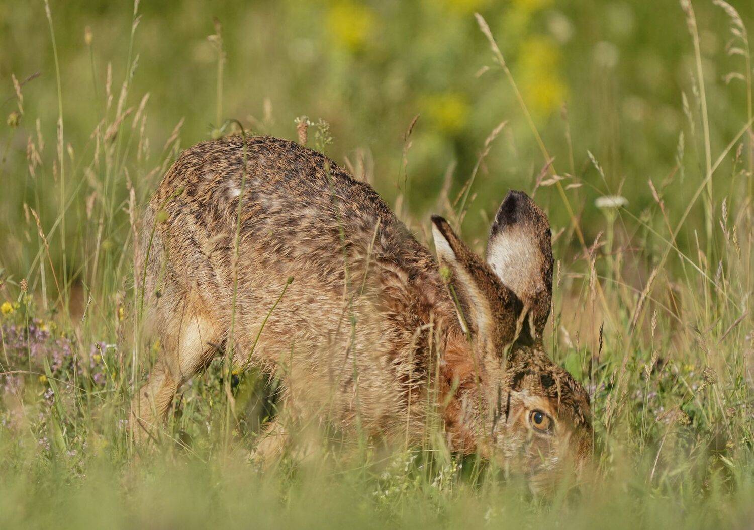 , Красимир Георгиев
