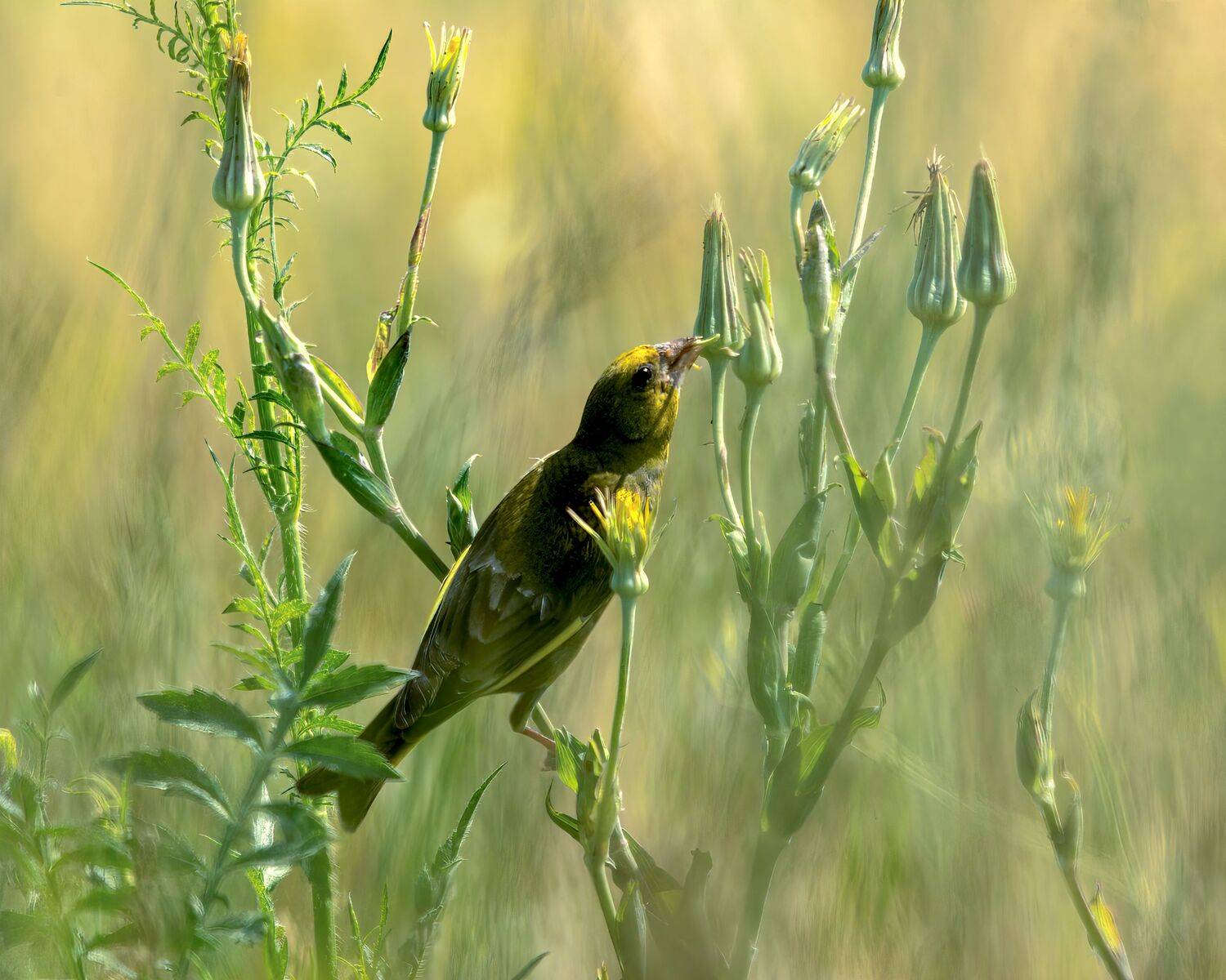 , Алексей Рыльский