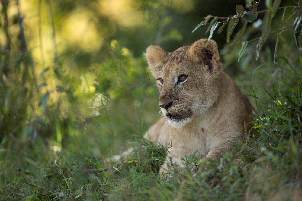 #lion #LionCub #MasaiMara #Mara, Dr Ajay Kumar Singh