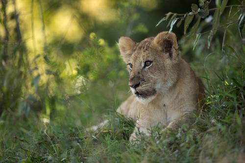 Lion cub