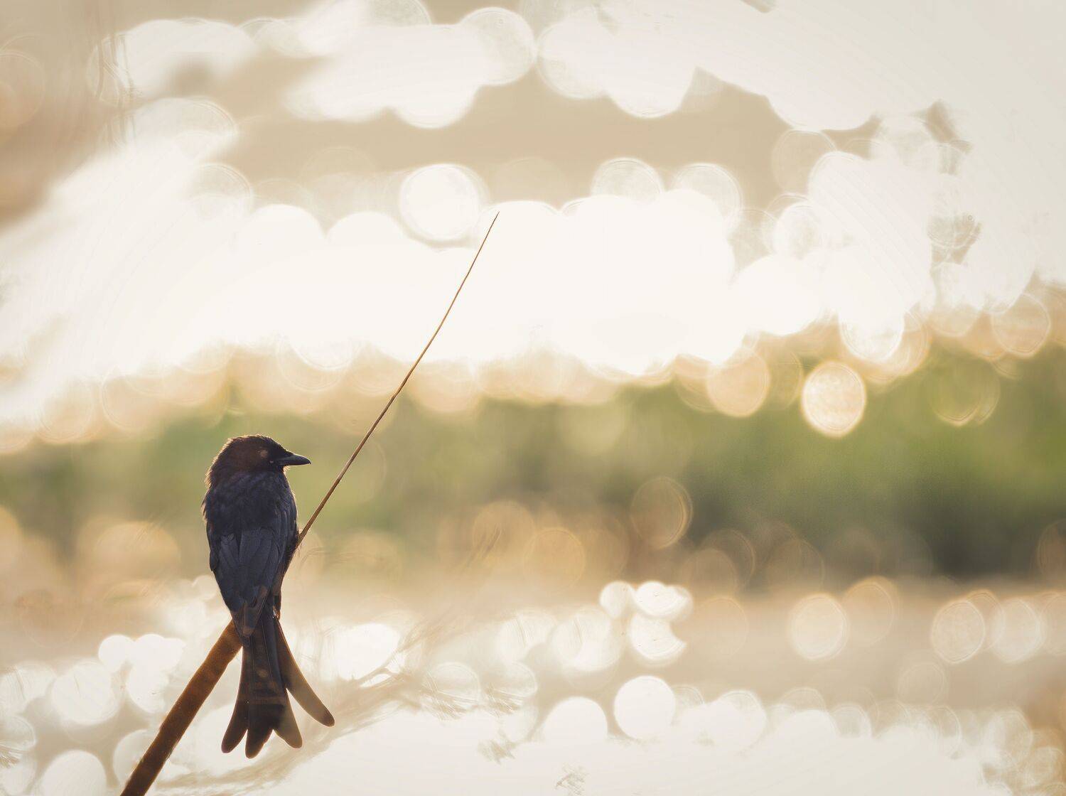 closeup, bird, birds, wild, wings, beauty, nature, swan, feather, spread, little sparrow,animal,animals,nikon,tailorbird,portrait,eyes, G N RAJA