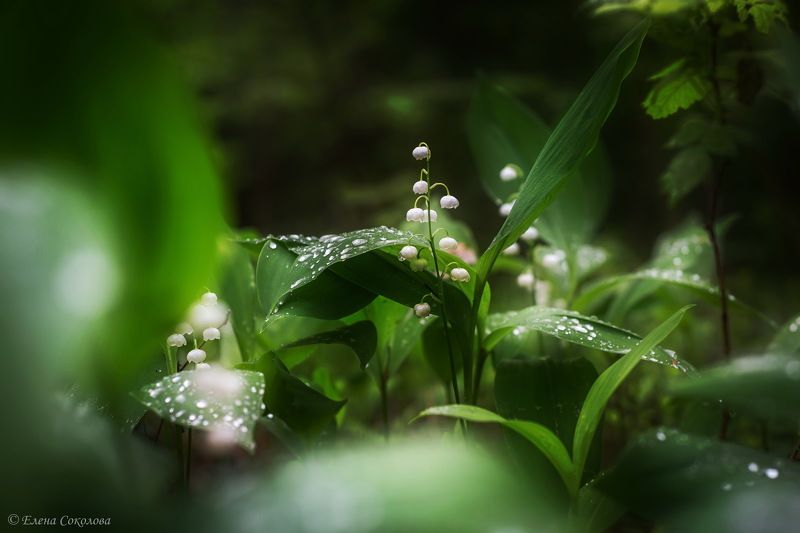 ландыш, весна, лес, цветок Ландыш фото превью