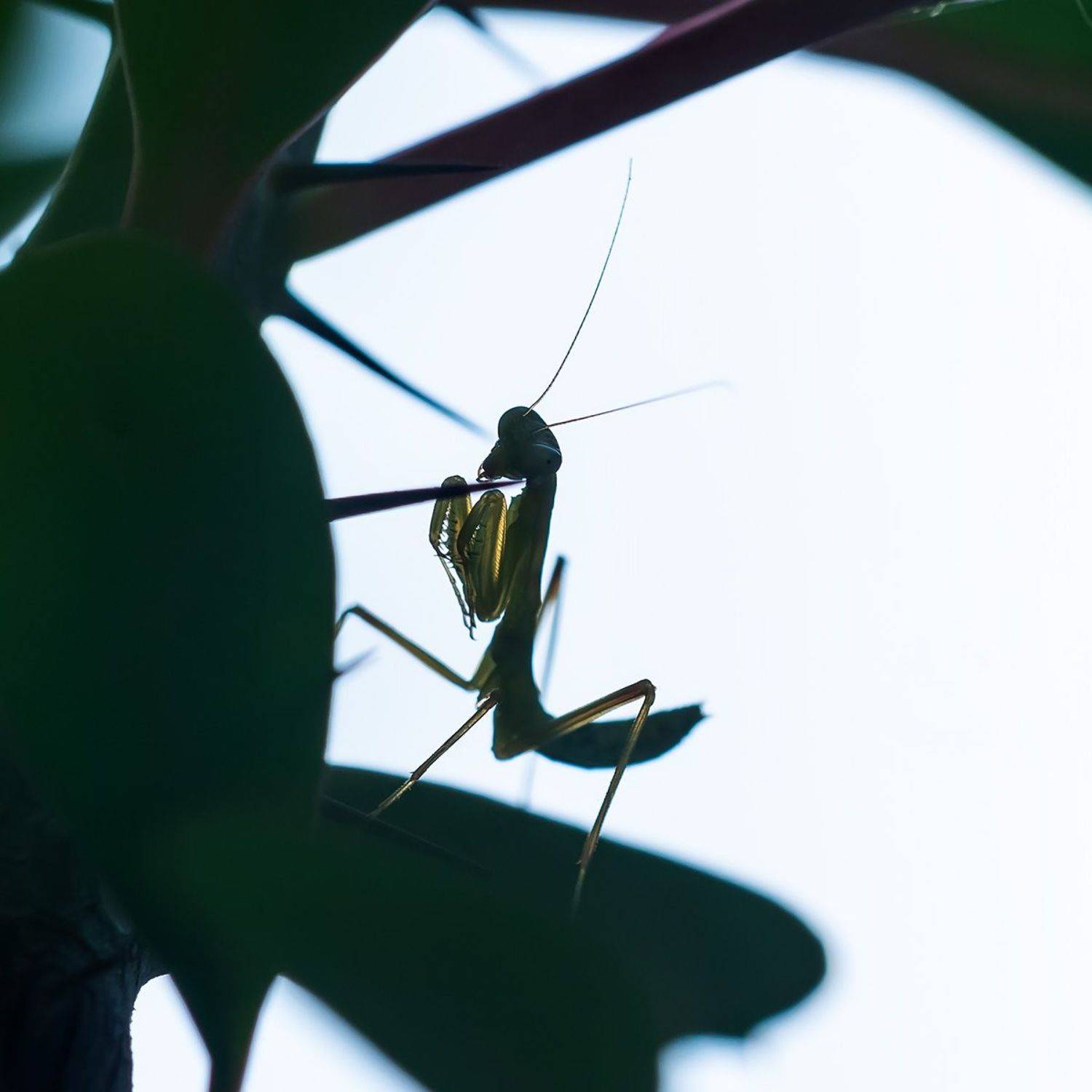 , Александр Земляной