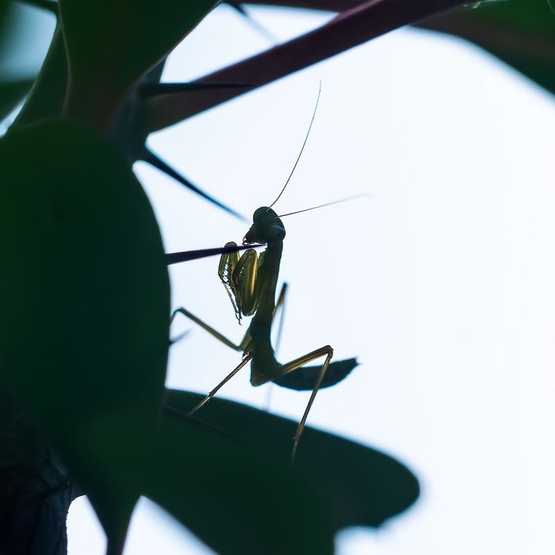 Утренняя молитва ... фото превью